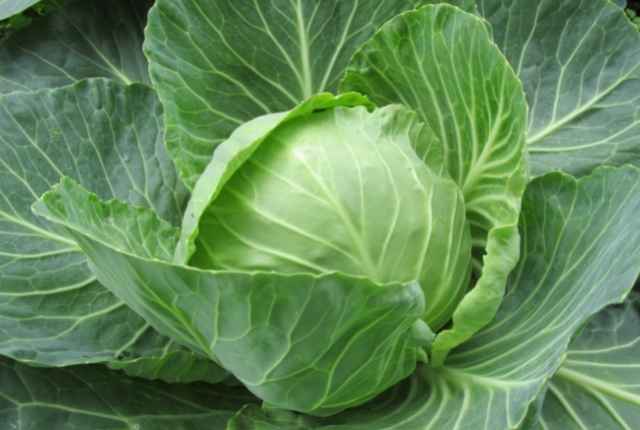 cabbage is bad for colic
